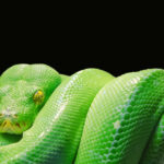 Gdzie uczyć się programowania w języku Python? Strefa Kursów i Udemy