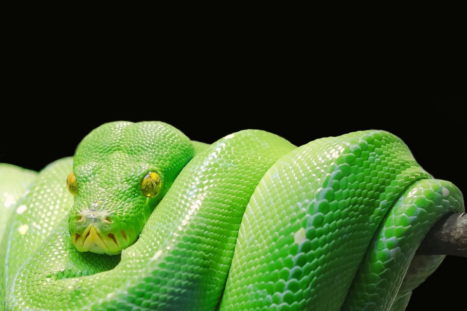 Gdzie uczyć się programowania w języku Python? Strefa Kursów i Udemy